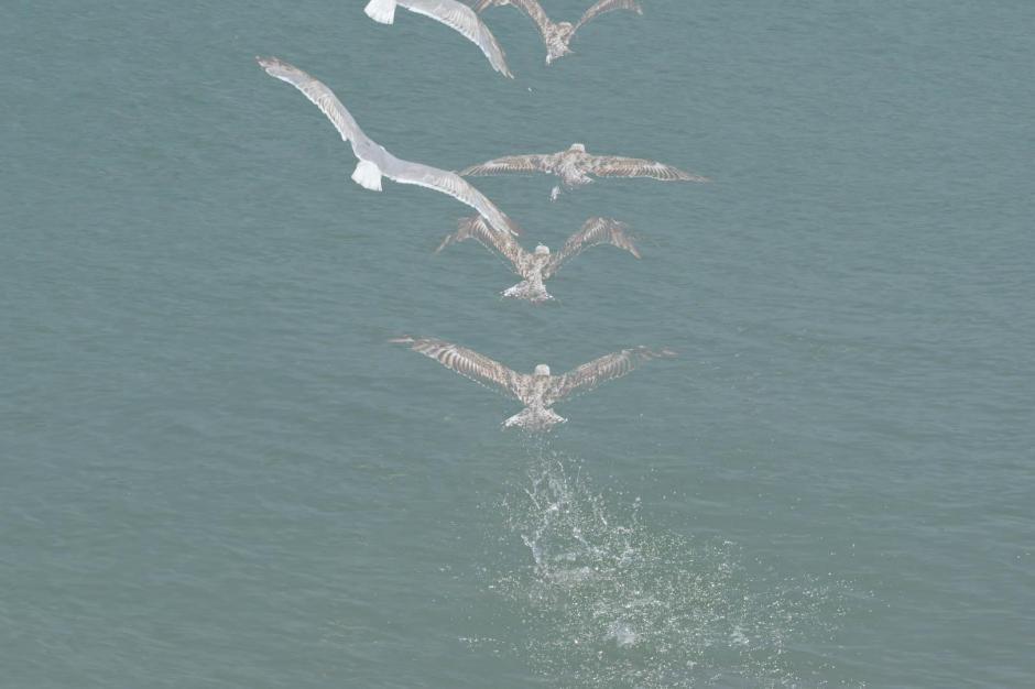 Gull ghosts.jpg