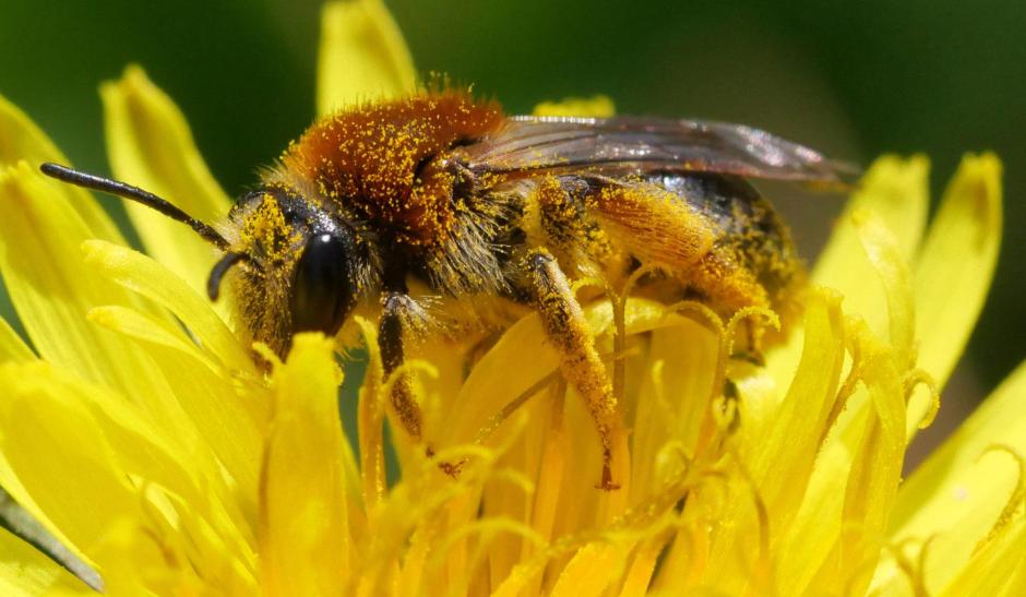 Andrena haemorrhoa female.jpg