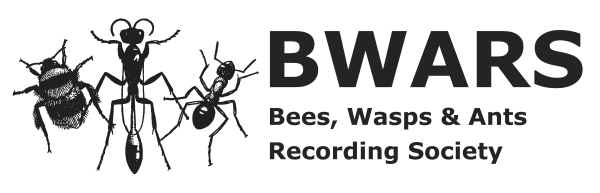 Bees Wasps and Ants Recording Society logo