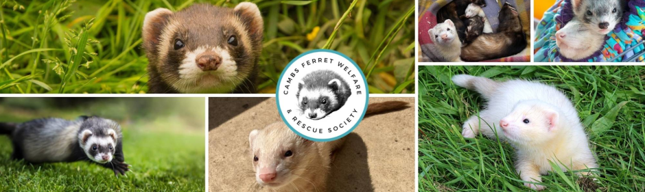 Ferret website image.png
