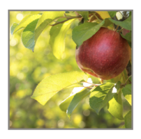 Clara Vale Community Orchard logo
