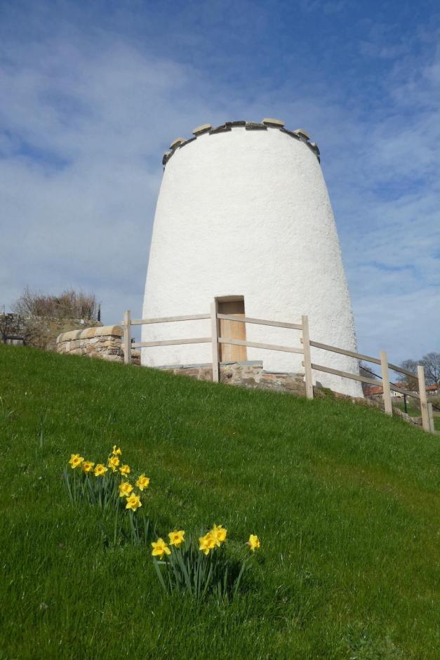 Doocot Daffodil Photo V2.jpeg