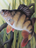 Grayshott Angling Club logo