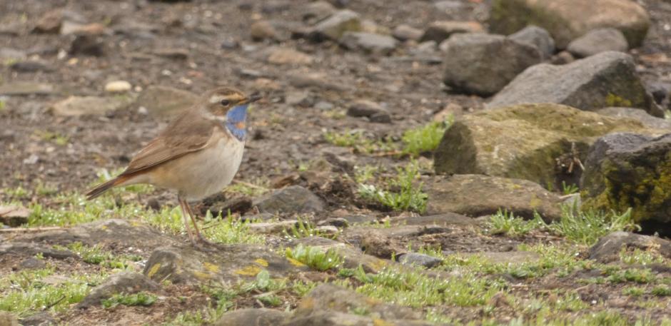Bluethroat 1 17052019.jpg
