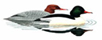Moor Green Lakes Group logo