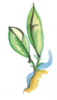 Permaculture Tywi logo