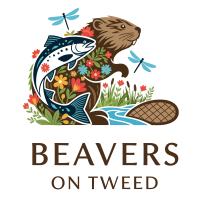 Beavers on Tweed logo